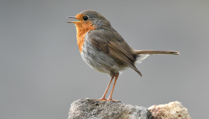 Les chants des oiseaux à l'honneur sur France Bleu Périgord